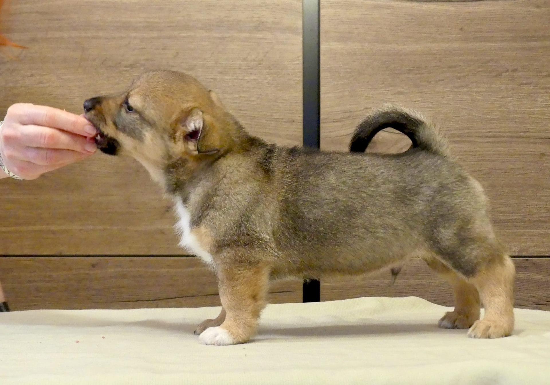 Kuva: Hanna Virtanen